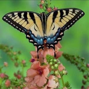 Meet your Posher, Rachelle